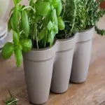 Purchase and price of wholesale plastic pots for tomatoes