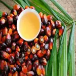 The price of bulk purchase of date seed oil for skin is cheap and reasonable