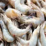 snow white shrimp chinese with complete explanations and familiarization