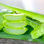 The price of bulk purchase of aloe vera middle east is cheap and reasonable