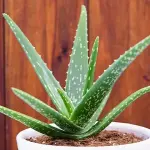 aloe vera plant dubai with complete explanations and familiarization