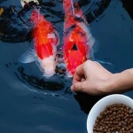 Organic fish feed acquaintance from zero to one hundred bulk purchase prices