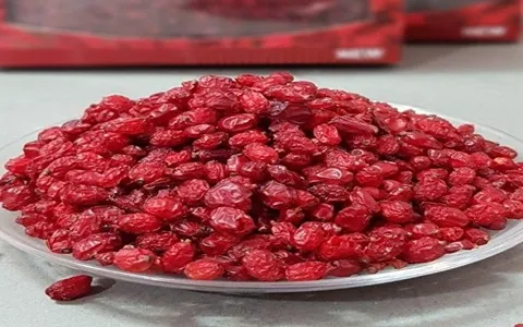 golden barberry in winter with complete explanations and familiarization