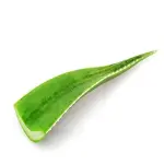 Single aloe vera leaf price list wholesale and economical