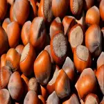 Price and purchase hazelnut high in fat with complete specifications