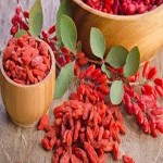 iranian barberry plant buying guide with special conditions and exceptional price