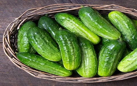 Buying the latest types of cucumber varieties from the most reliable brands in the world