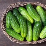 Buying the latest types of cucumber varieties from the most reliable brands in the world