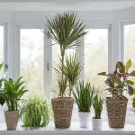 small plants in bulk with complete explanations and familiarization