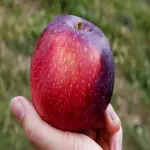 Red Apple Fruit per kg; Vitamin Fiber 5 Types Honeycrisp Fuji Gala Baldwin Spartan