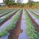 The price of bulk purchase of 20x40 greenhouse plasticis cheap and reasonable