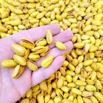 roasted pistachios in shell acquaintance from zero to one hundred bulk purchase prices