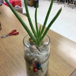 The price of bulk purchase of aloe vera plant in water is cheap and reasonable