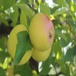 Japan Apple Fruit; Fuji Akane Sekai Ichi Red Golden Smooth Surface