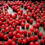 fresh sour cherries acquaintance from zero to one hundred bulk purchase prices