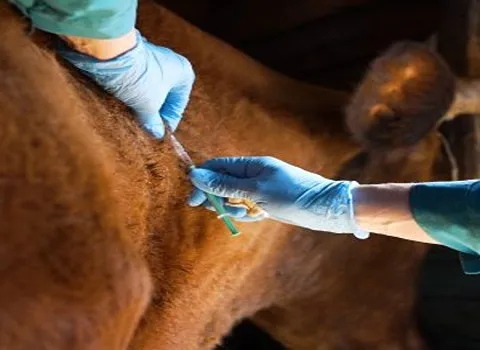 Price and purchase livestock disinfectant powder with complete specifications