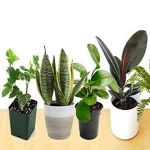 Bulk purchase of best small indoor plants australia with the best conditions
