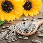 Sunflower Seeds Price per Pound