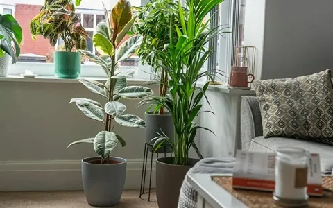 Bulk purchase of best big apartment plants with the best conditions
