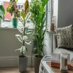 Bulk purchase of best big apartment plants with the best conditions