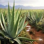 aloe vera plant for hair acquaintance from zero to one hundred bulk purchase prices