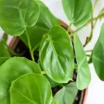 Price and purchase philodendron indoor plant with complete specifications