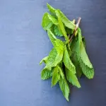 Fresh mint leaves specifications and how to buy in bulk