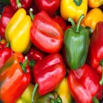The purchase price of  bell pepper + Sales in trade and export