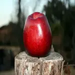 Buy all kinds of Red apple benefits+price