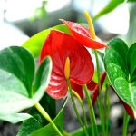 anthurium indoor plant price list wholesale and economical