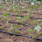 Drip irrigation tape Price List Wholesale and Economical