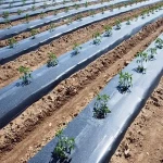 Price and purchase small greenhouse plastic with complete specifications