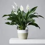 Bulk purchase of peace lily plant indoor with the best conditions