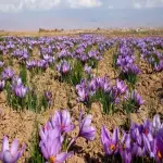 Buy The Latest Types of Saffron Cultivation At a Reasonable Price