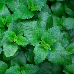 Mint leaf fresh buying guide with special conditions and exceptional price