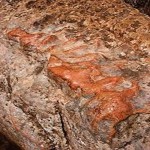 Learning to buy an largest iron ore in the world from zero to one hundred