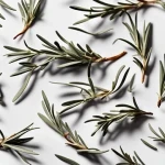 Rosemary leaves dried price list wholesale and economical