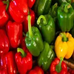 Bell Pepper in India (Capsicum) Antioxidants Vitamin A 4 Colors Red Yellow Orange Green