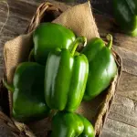 Sweet green bell pepper with complete explanations and familiarization