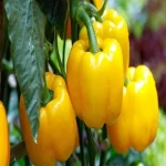 Learning to buy an yellow bell pepper plant from zero to one hundred