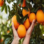 fabulous fruit orange buying guide with special conditions and exceptional price