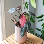 pink princess philodendron with complete explanations and familiarization