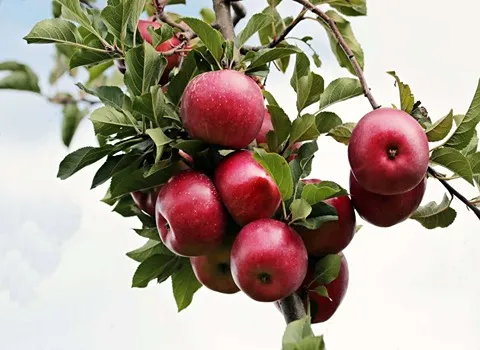 The price of Gravenstein apples + cheap purchase