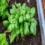 Basil indoor plant price list wholesale and economical