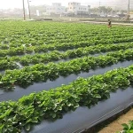 plastic sheet for agriculture specifications and how to buy in bulk