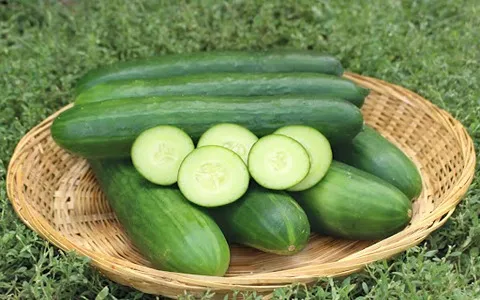 Gherkin Small Cucumber; Thin Skin 2 Minerals Sodium Potassium