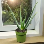 aloe vera plant in germany acquaintance from zero to one hundred bulk purchase prices