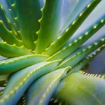 Bulk purchase of herb aloe vera with the best conditions