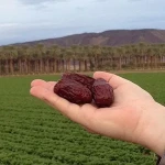 Aldi Medjool Dates Price