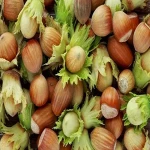 hazelnut fruit in hindi